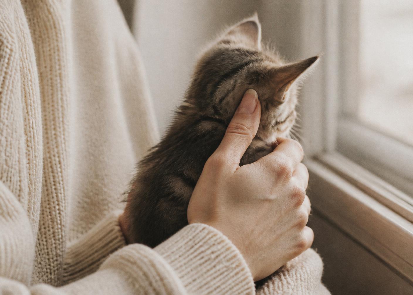 Hands cradling a small kitten near a window